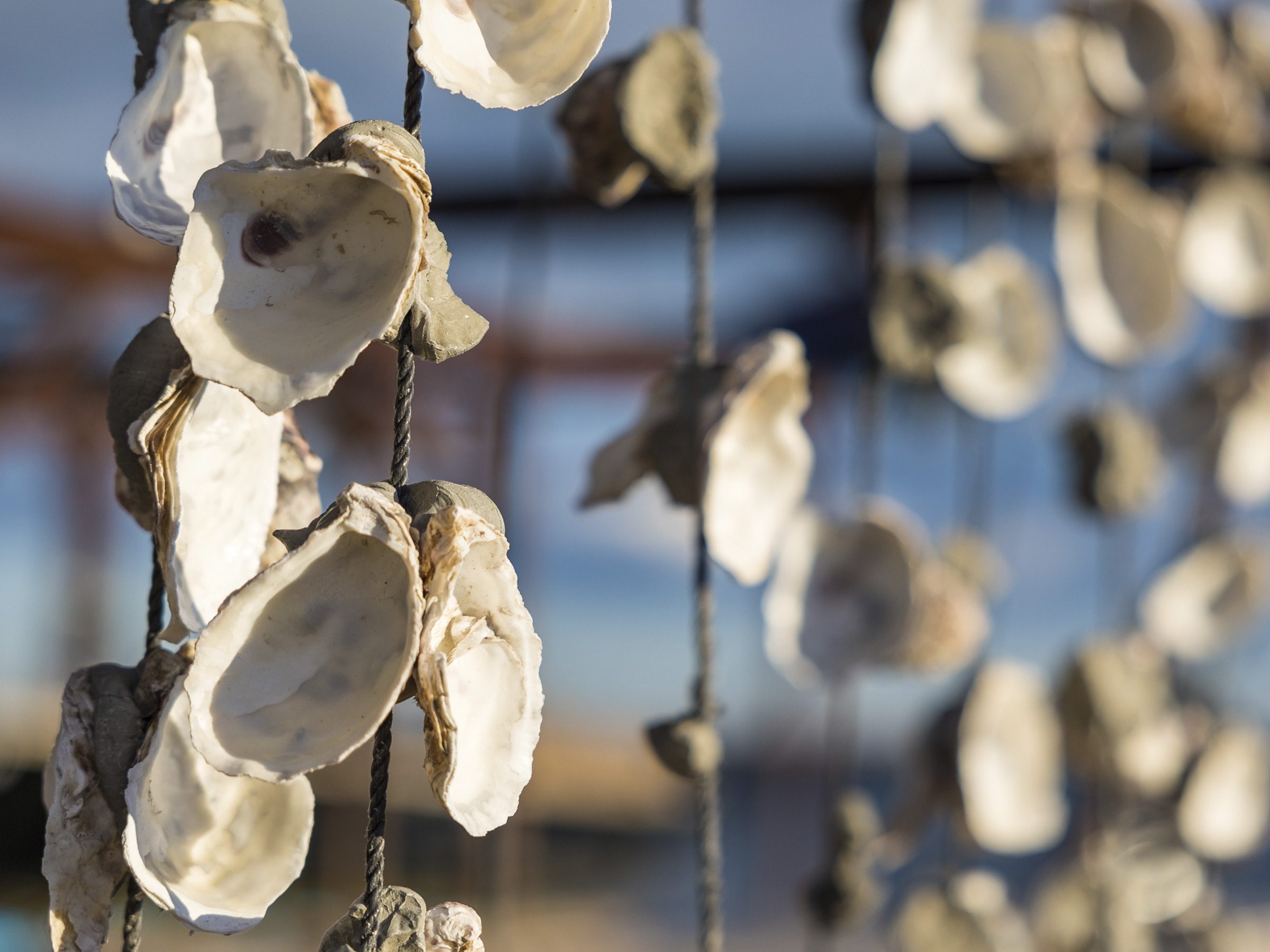 Verticle Oyster Garden