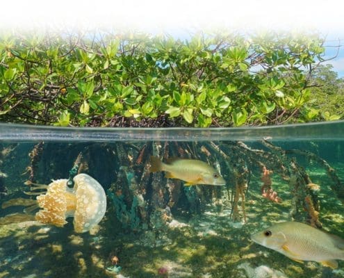 mangroves clean water 2 white