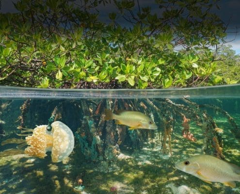 mangroves clean water dark