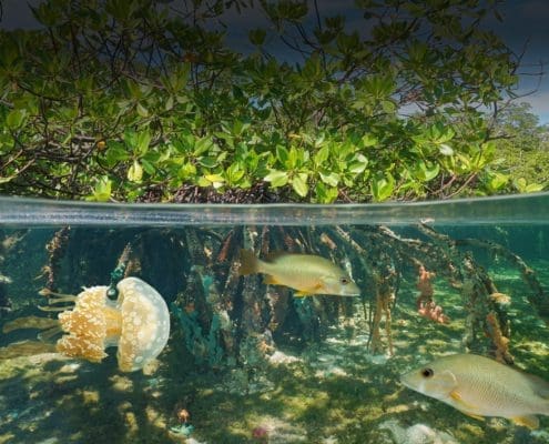 mangroves clean water dark2