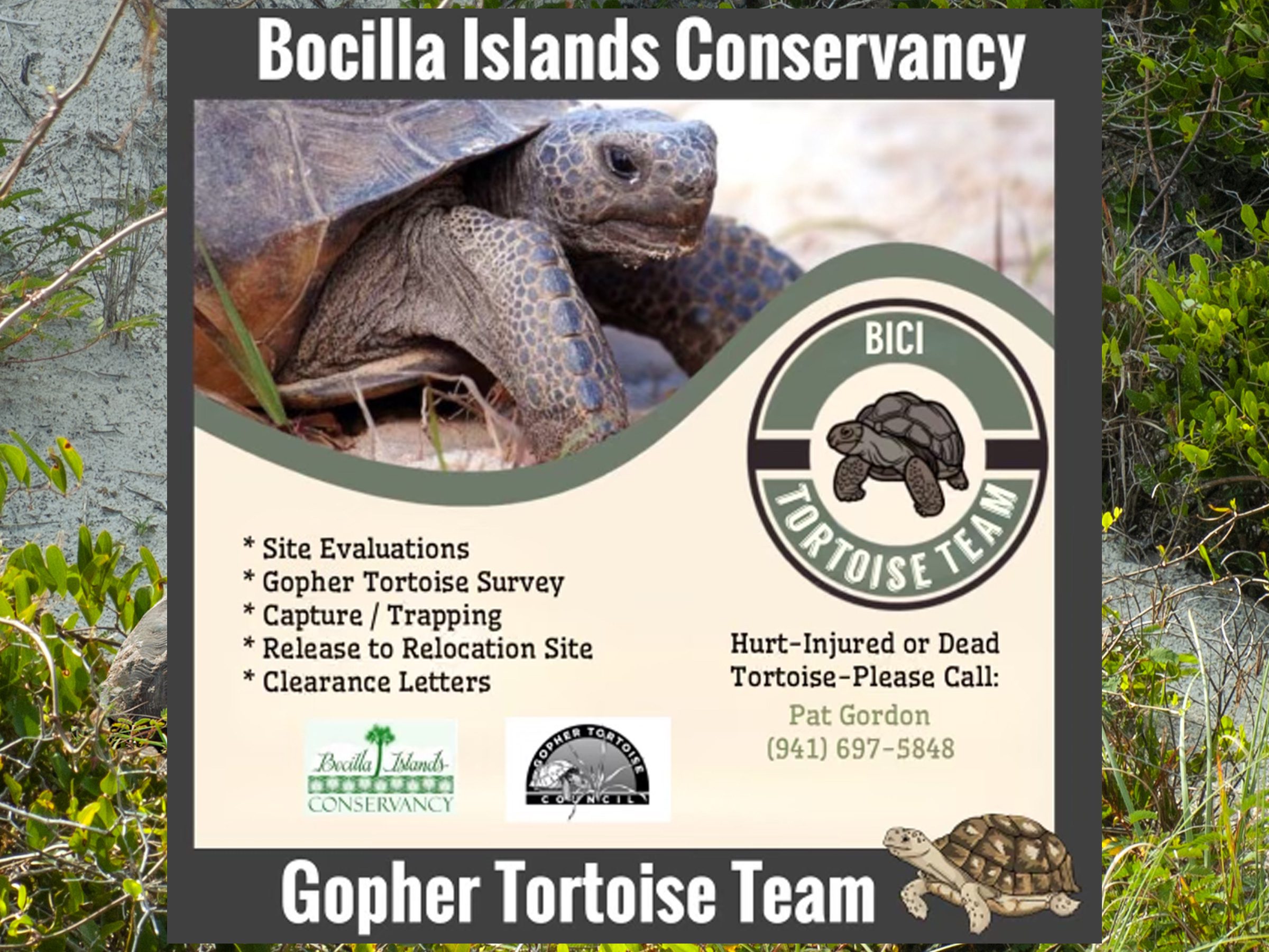 BICI Gophor Tortoise