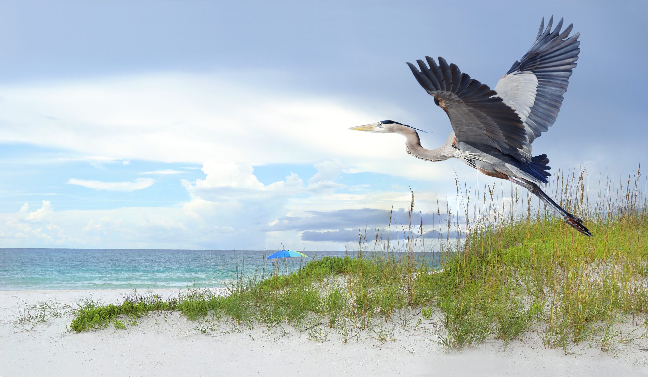 Close up of a Great Blue Heron Taking Off From a White Sand Florida Beach