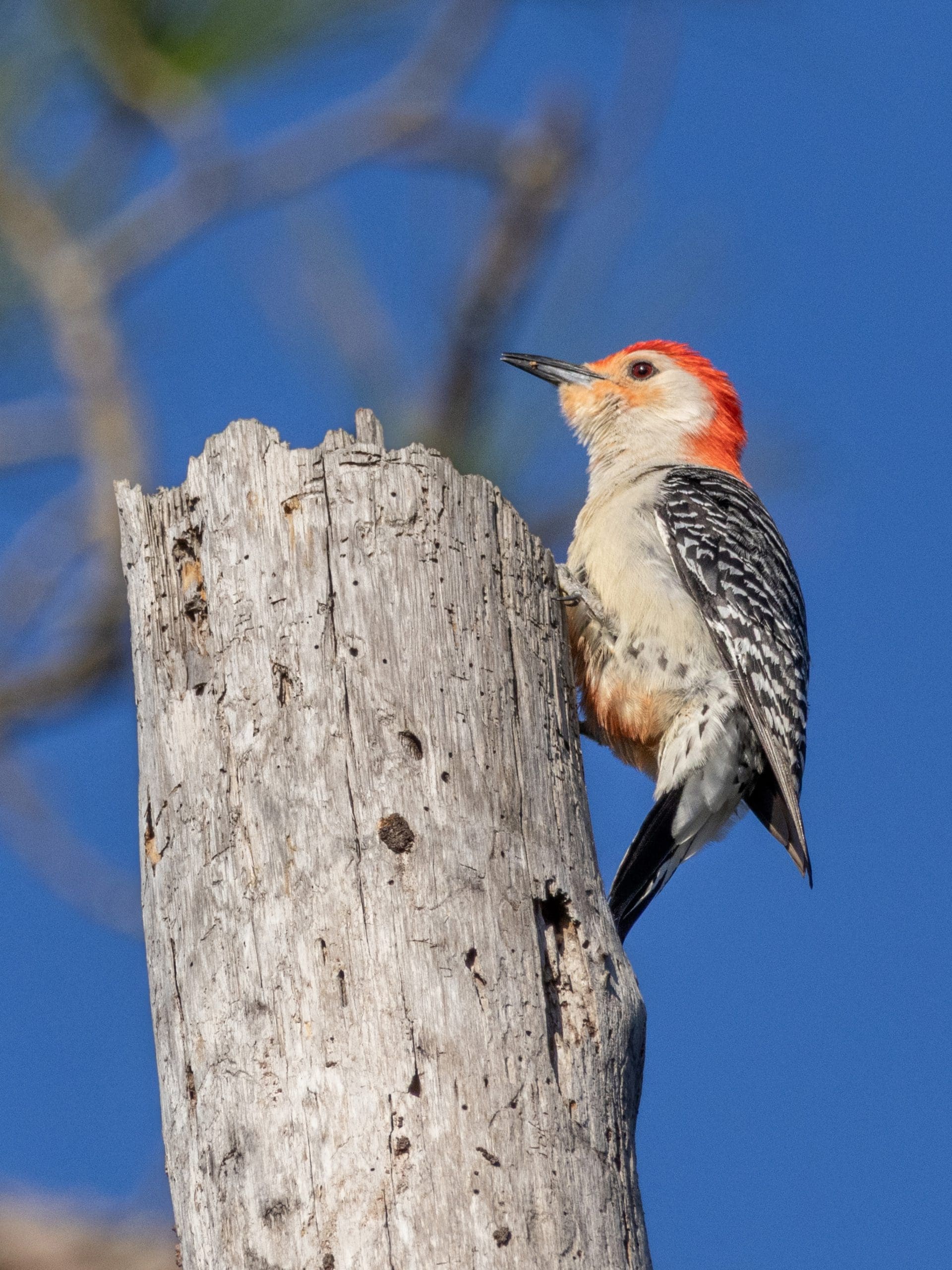 Florida Woodpecker