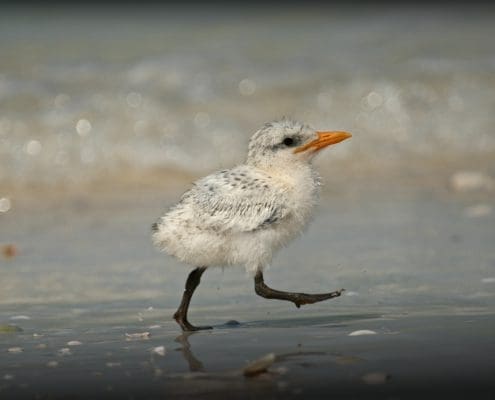 baby royal tern
