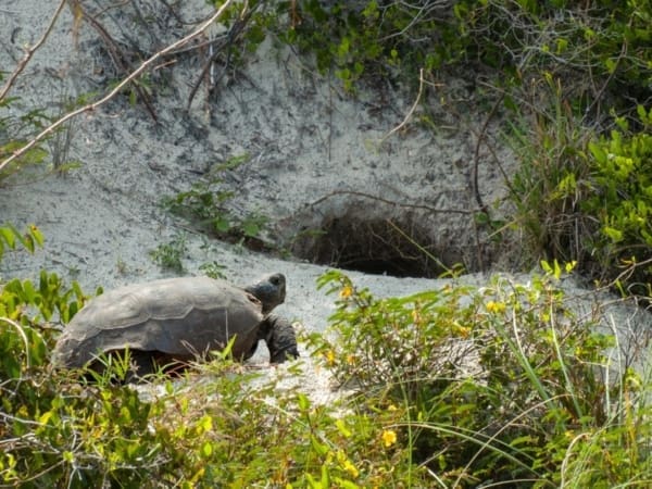 gopher burrow 1200x900