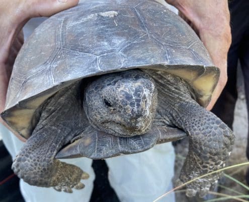 gopher out 1 1200x900