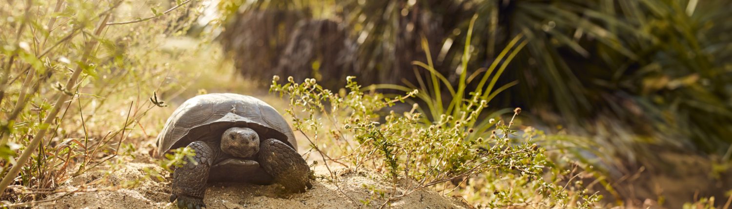 gopher tortoise rescue