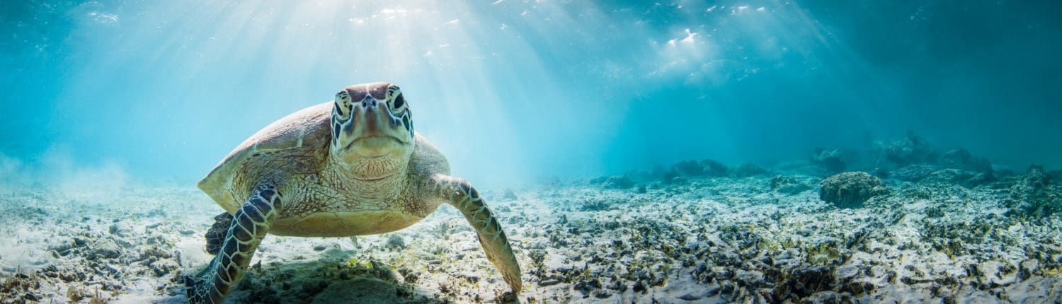 Save the Sea Turtles