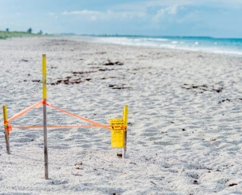 turtle stake 1200x900