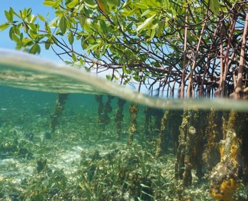 clean water oysters