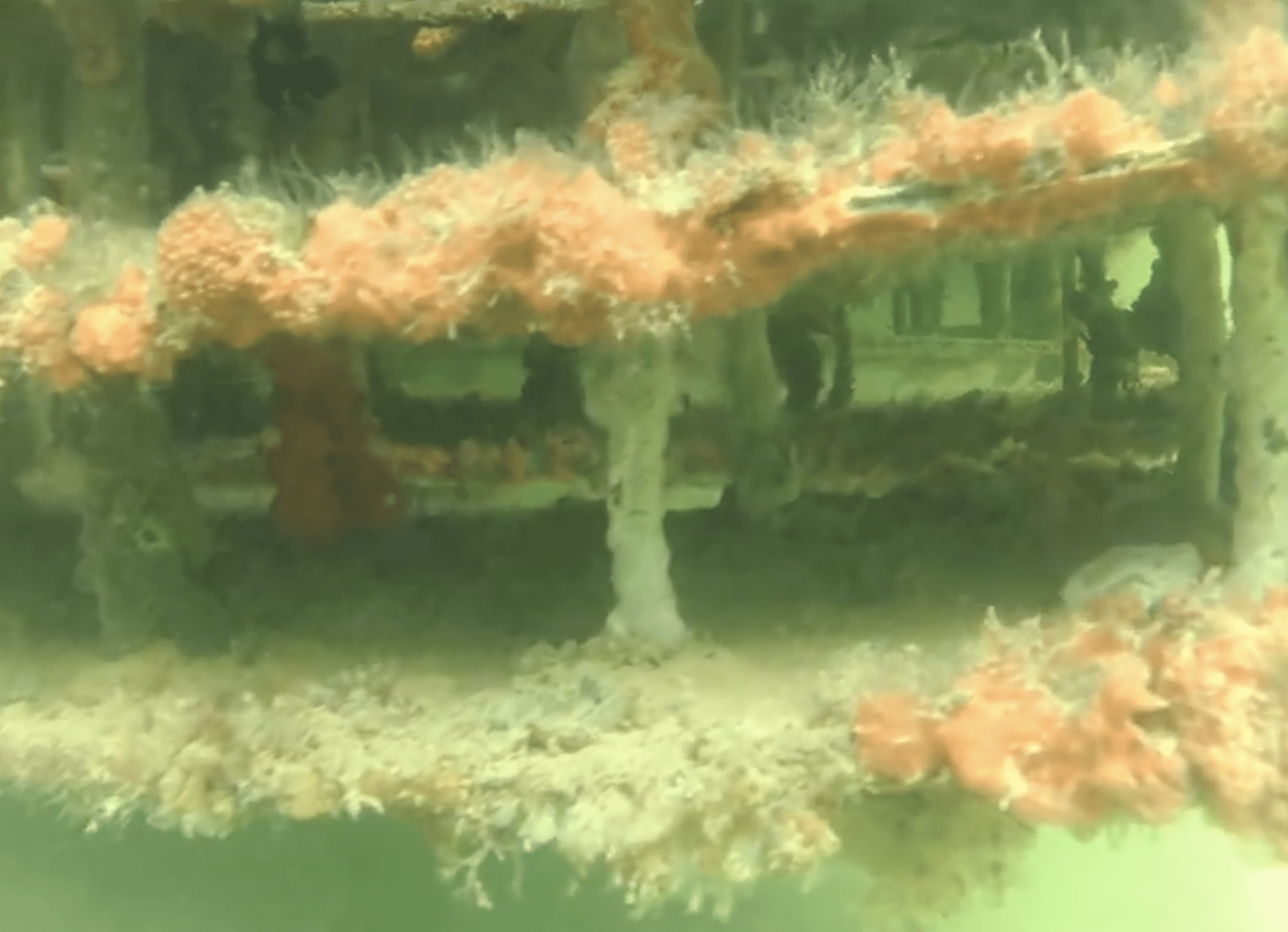 Dock Habitat Progression