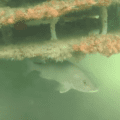 Fish Habitat on Dock Habitat