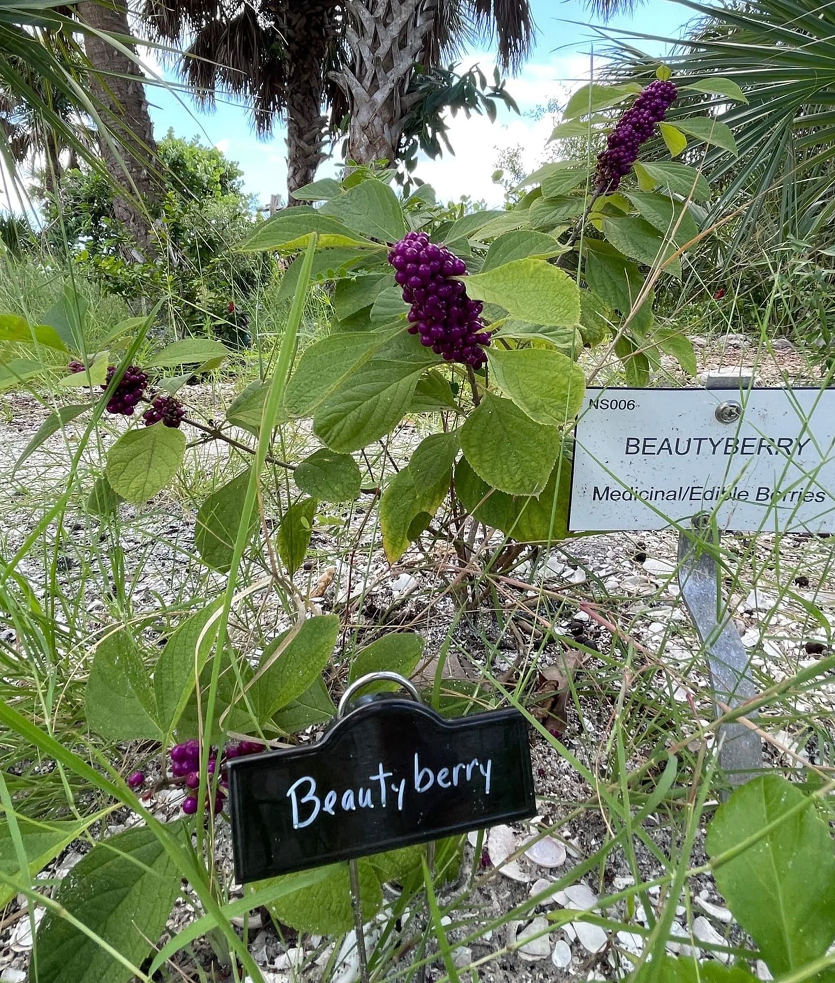 2019 Native Plant signs added 2