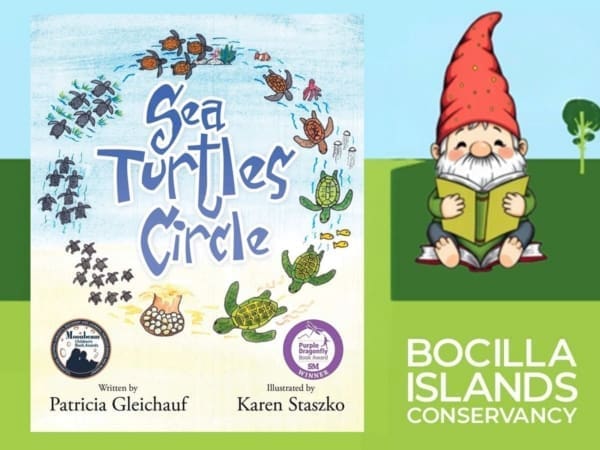 sea turtles circle